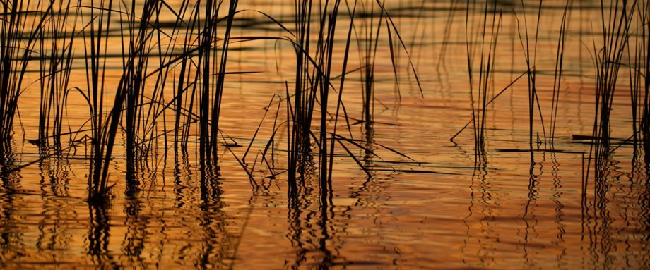 Bedouin of a Medway Morning by SM Jenkin