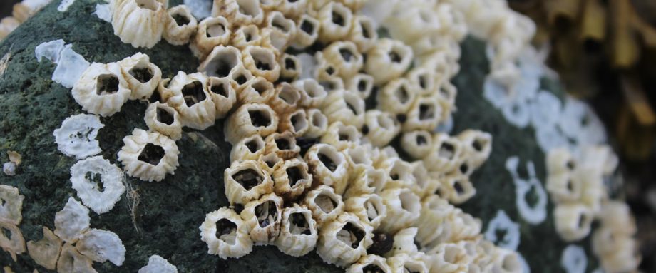 Subscribe and Support Seaside Gothic