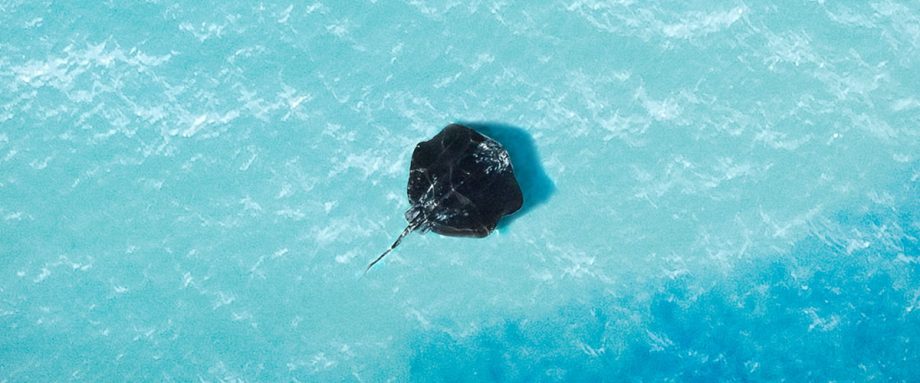 I Can't Hear the Sea by E. J. Dawson