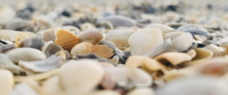 Beachcomber's Faith by Shelley Thomas