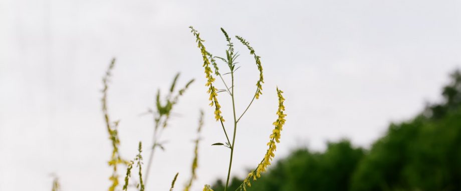 Porch Swing by Neethu Krishnan