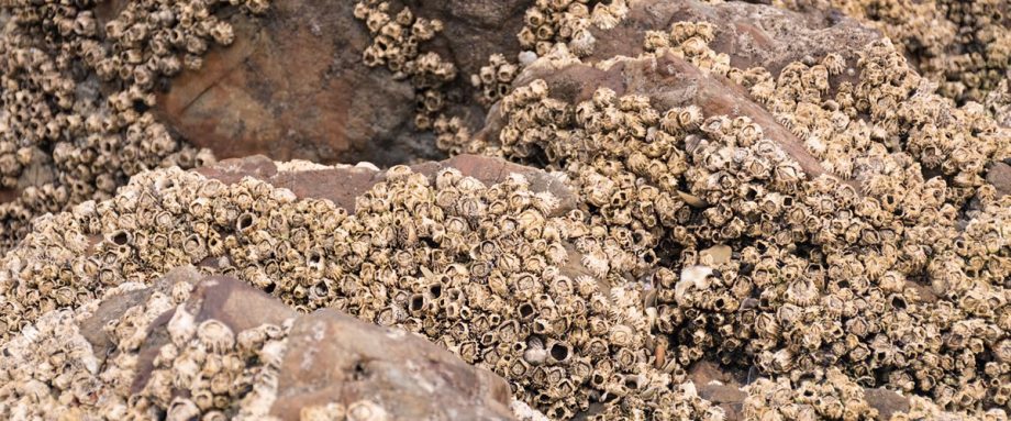 Subscribe and Support Seaside Gothic