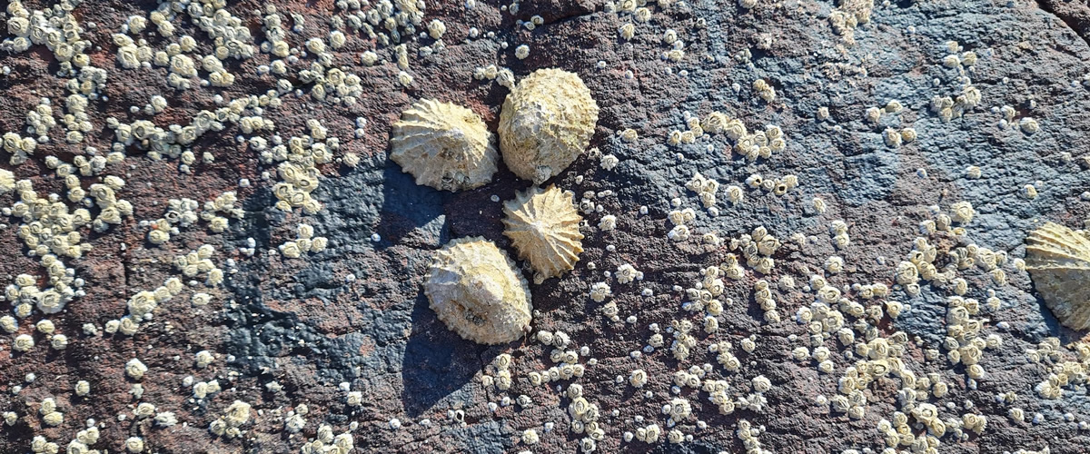 Subscribe and Support