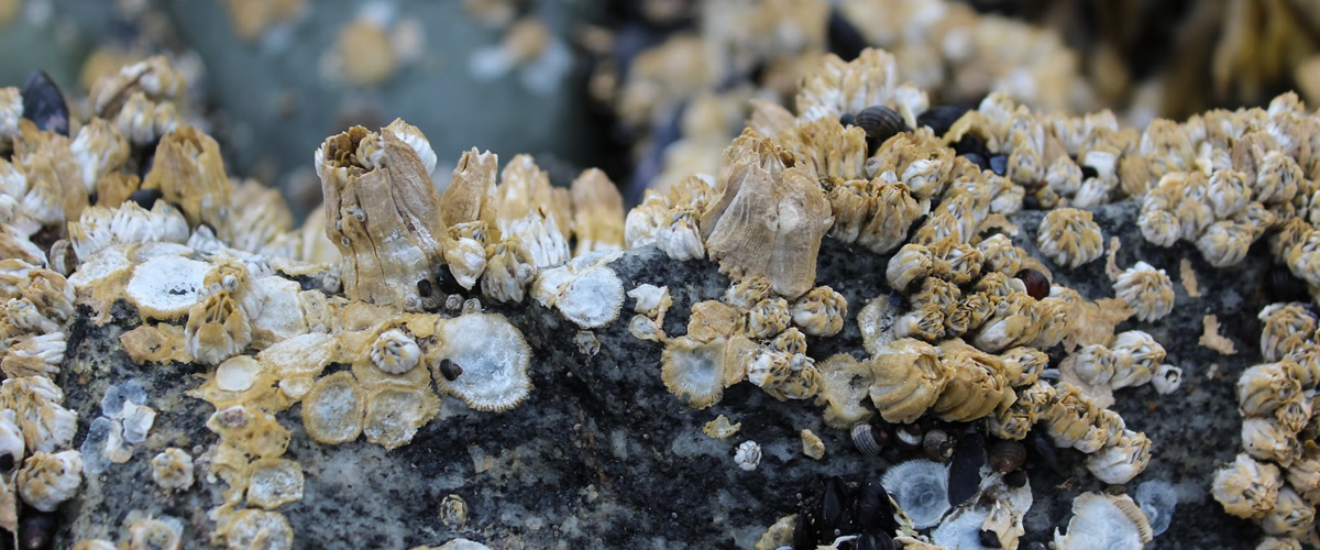 Subscribe and Support