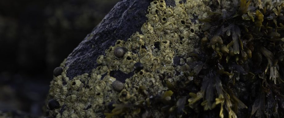 Subscribe and Support Seaside Gothic