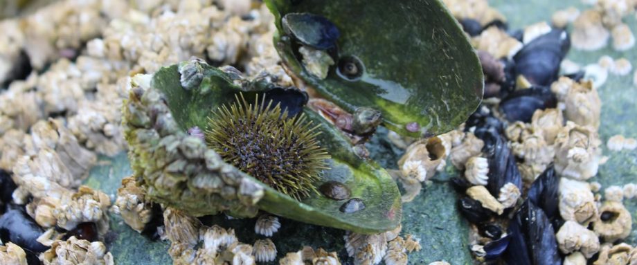 Subscribe and Support Seaside Gothic