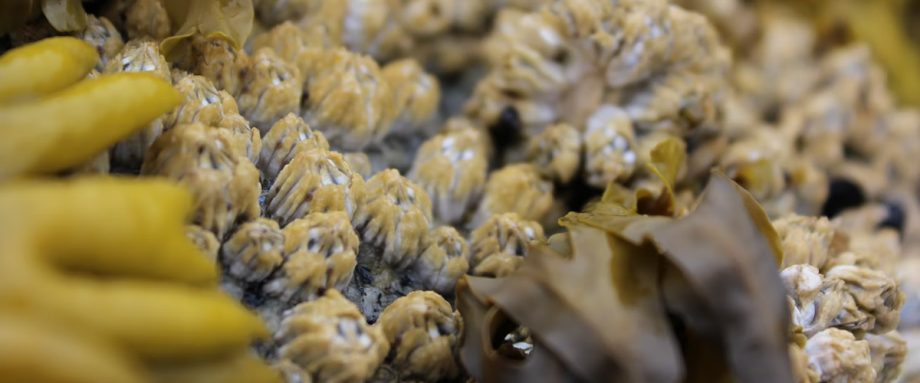 Subscribe and Support Seaside Gothic