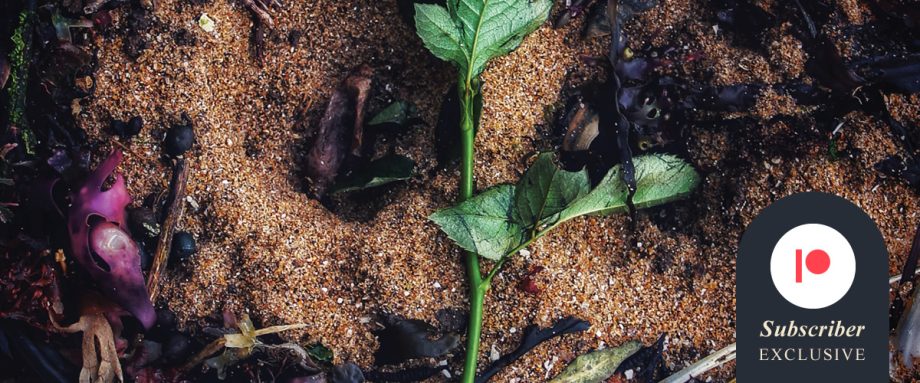 Issue 8 Images by Laura Marsh