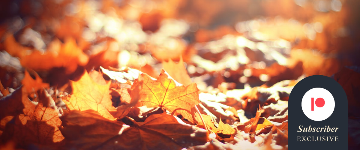 A Swirl of Leaves and Sand
