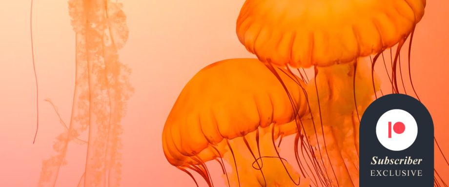 To Love a Jellyfish by Christopher Tang
