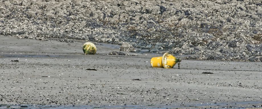 We Buried the Whale at Night by Sarah Hymas