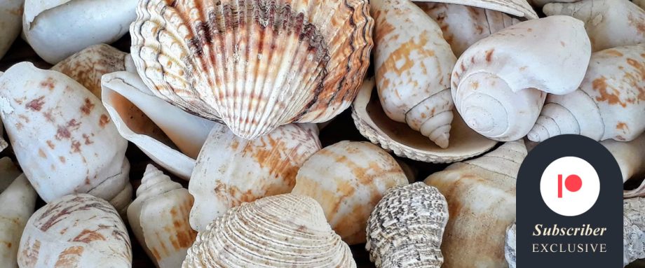 The Sound of Shells by Eve Chancellor