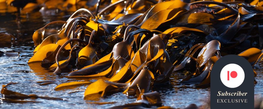 Beached by Cara Smart